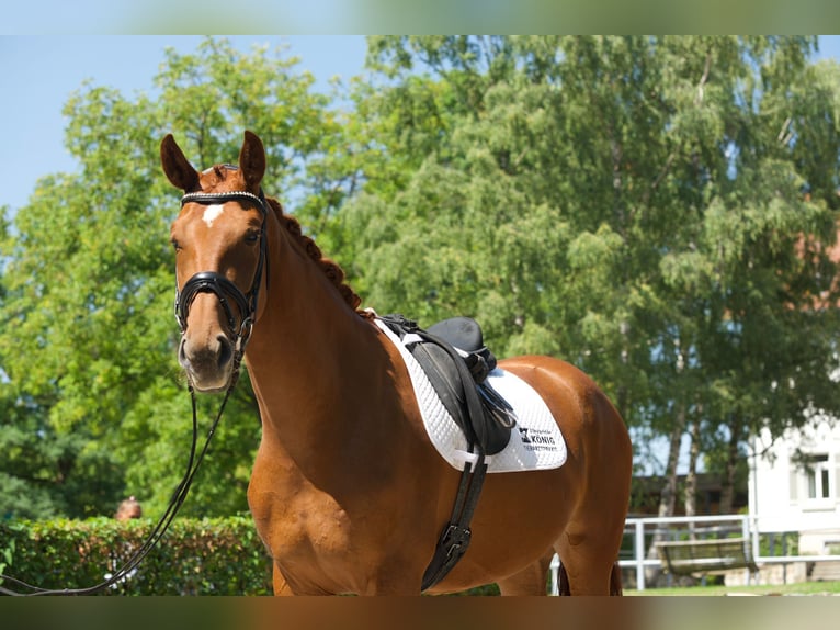 Oldenbourg Jument 4 Ans 166 cm Alezan in Bad Boll