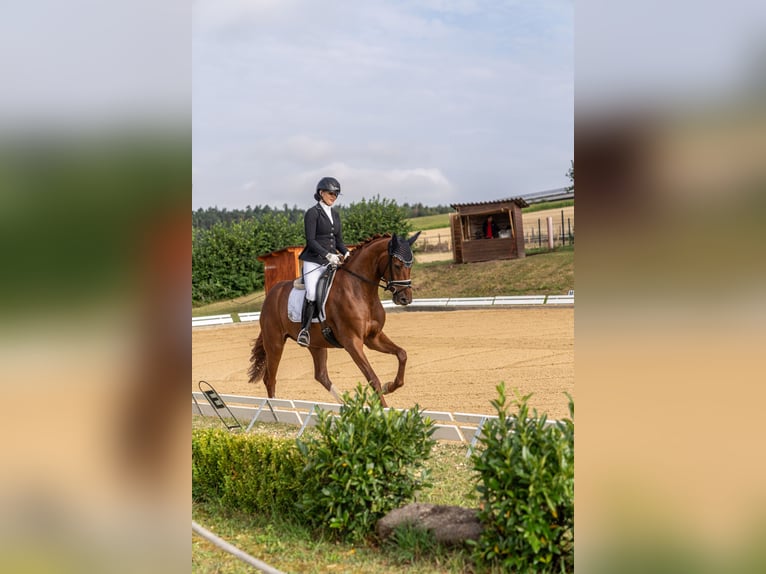 Oldenbourg Jument 4 Ans 166 cm Alezan in Wehringen