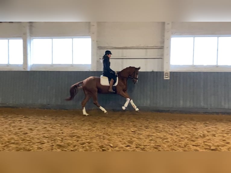 Oldenbourg Jument 4 Ans 166 cm Alezan in Rochau