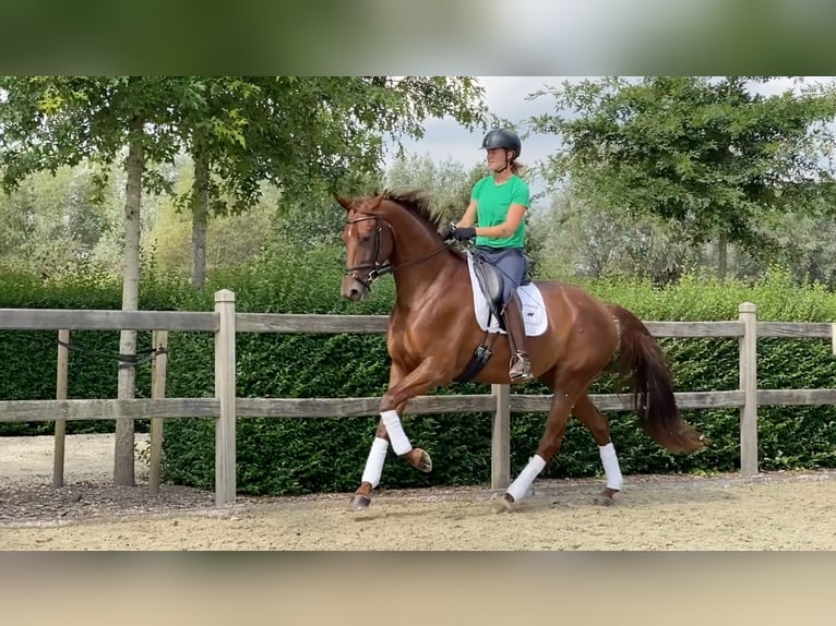 Oldenbourg Jument 4 Ans 166 cm Alezan in Zaffelare