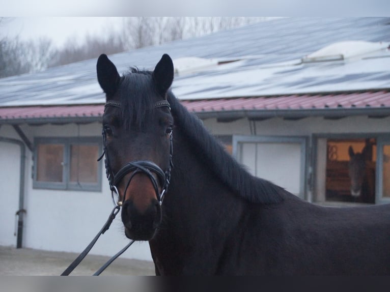 Oldenbourg Jument 4 Ans 166 cm Bai brun in Kehl