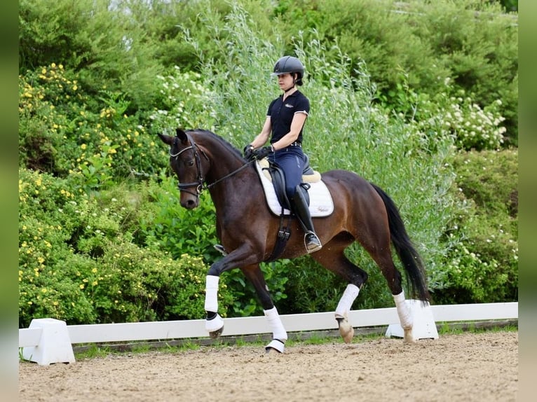 Oldenbourg Jument 4 Ans 166 cm Bai brun foncé in Haag am Hausruck