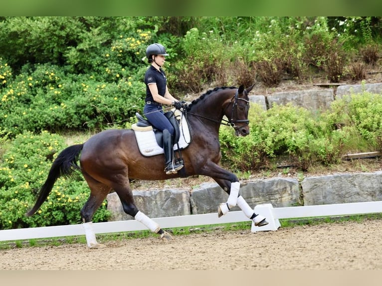 Oldenbourg Jument 4 Ans 166 cm Bai brun foncé in Haag am Hausruck