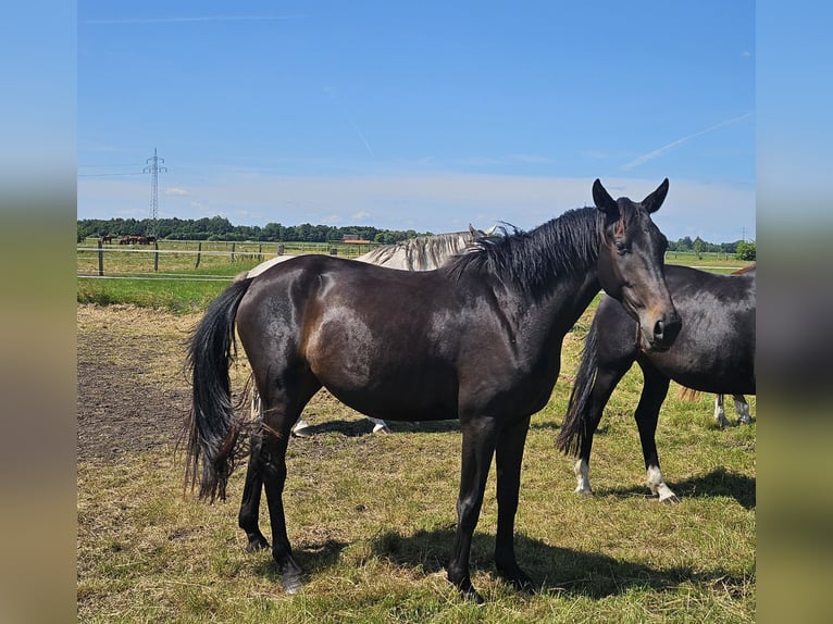 Oldenbourg Jument 4 Ans 166 cm Bai brun foncé in Wardenburg