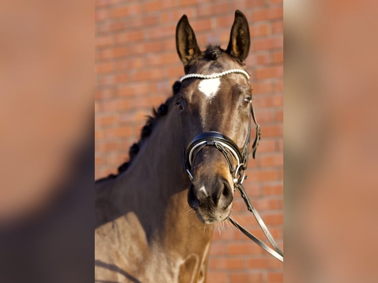 Oldenbourg Jument 4 Ans 166 cm Bai brun foncé in Westerstede