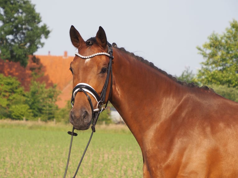 Oldenbourg Jument 4 Ans 166 cm Bai in Bramsche