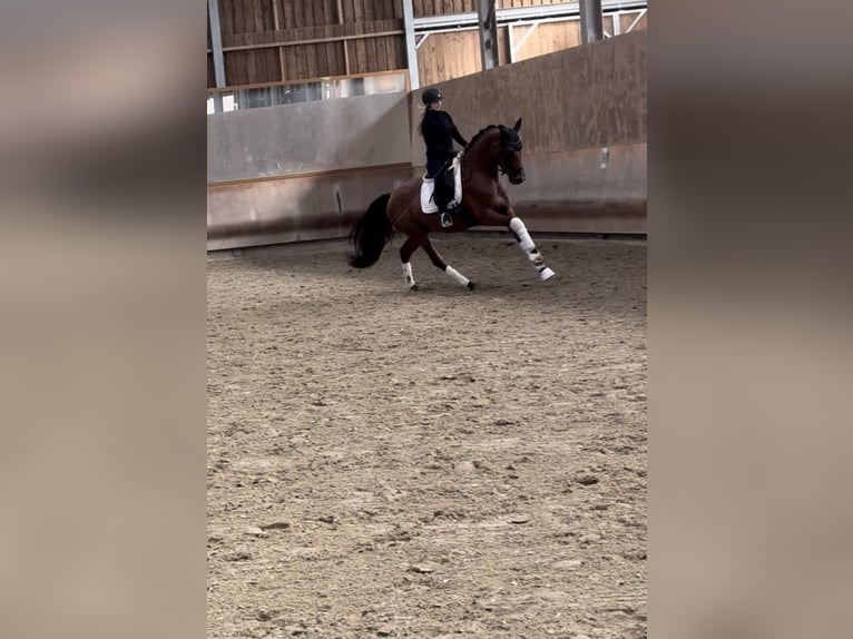 Oldenbourg Jument 4 Ans 166 cm Bai in Wintrich