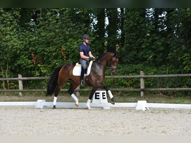 Oldenbourg Jument 4 Ans 166 cm Bai in Vechta