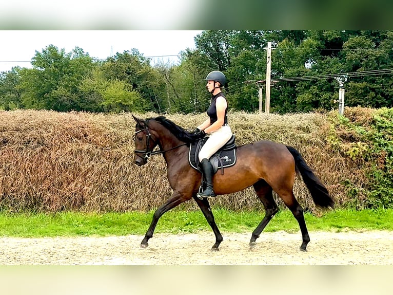 Oldenbourg Jument 4 Ans 166 cm Bai in Idstein