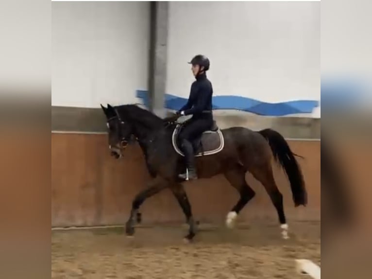 Oldenbourg Jument 4 Ans 166 cm Bai in Wittmund