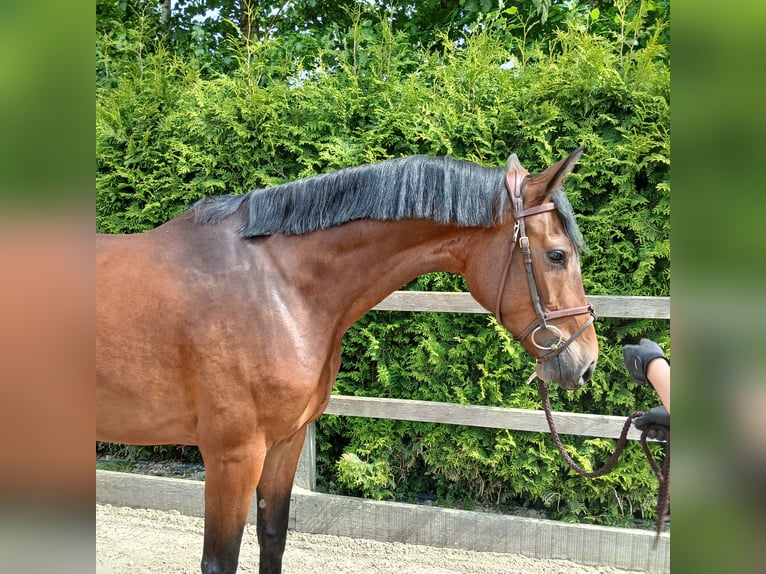 Oldenbourg Jument 4 Ans 166 cm Bai in Lohne (Oldenburg)