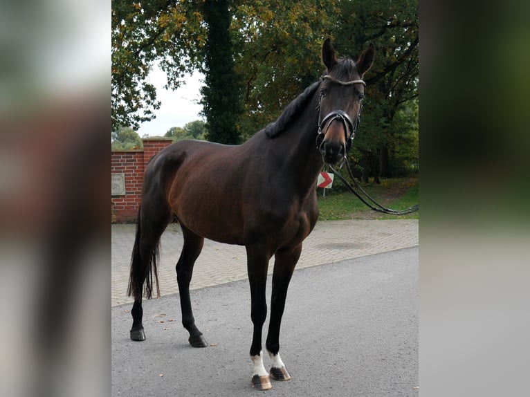 Oldenbourg Jument 4 Ans 166 cm Bai in Werlte