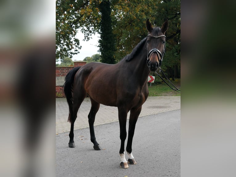 Oldenbourg Jument 4 Ans 166 cm Bai in Werlte