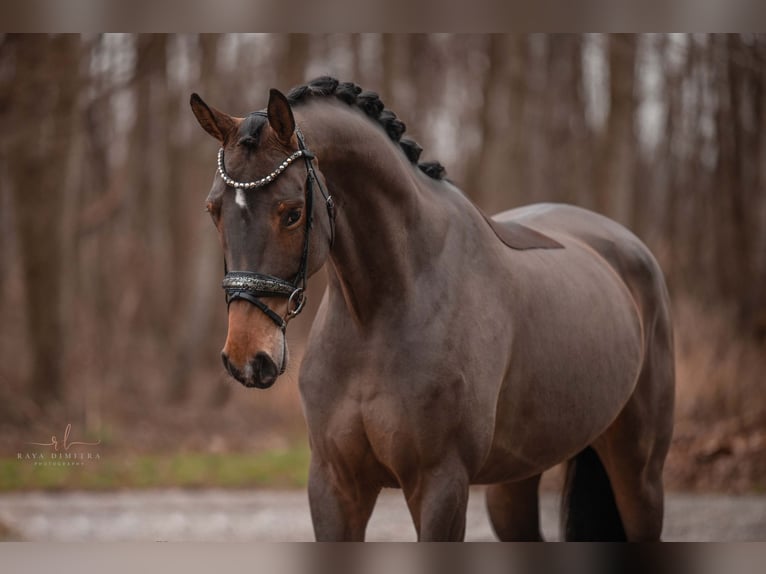 Oldenbourg Jument 4 Ans 166 cm Bai clair in Wehringen