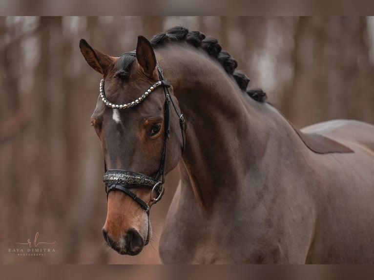 Oldenbourg Jument 4 Ans 166 cm Bai clair in Wehringen