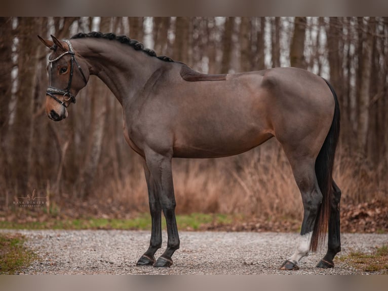 Oldenbourg Jument 4 Ans 166 cm Bai clair in Wehringen