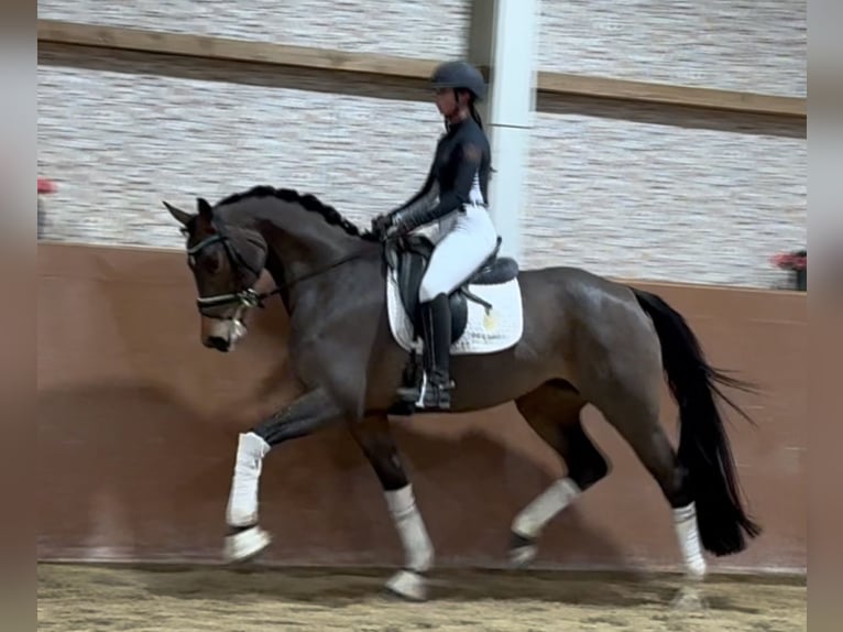 Oldenbourg Jument 4 Ans 166 cm Bai clair in Wehringen