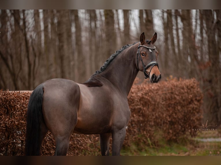 Oldenbourg Jument 4 Ans 166 cm Bai clair in Wehringen