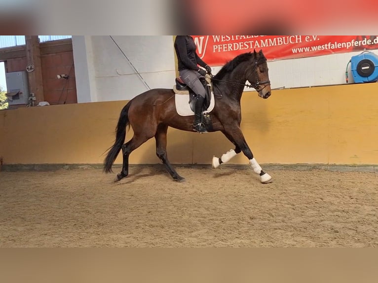 Oldenbourg Jument 4 Ans 166 cm Bai in Müssen