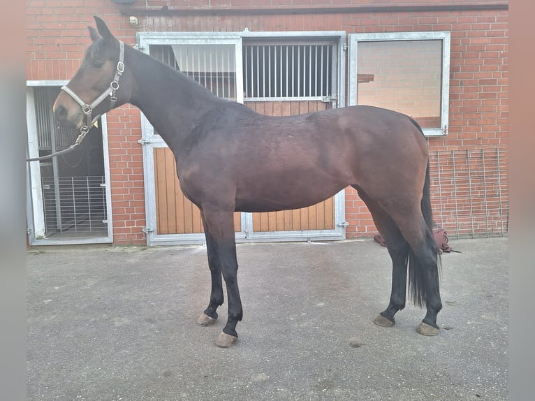 Oldenbourg Jument 4 Ans 166 cm Bai in Müssen