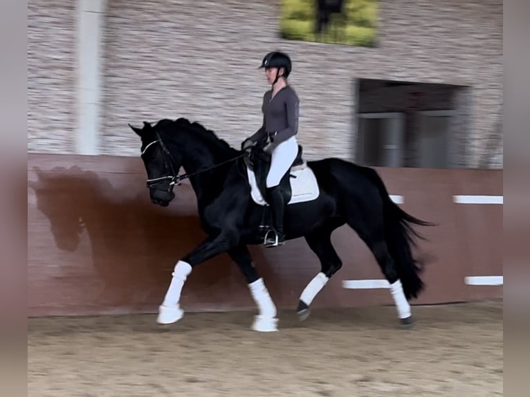 Oldenbourg Jument 4 Ans 166 cm Noir in Wehringen