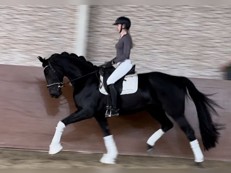 Oldenbourg Jument 4 Ans 166 cm Noir in Wehringen