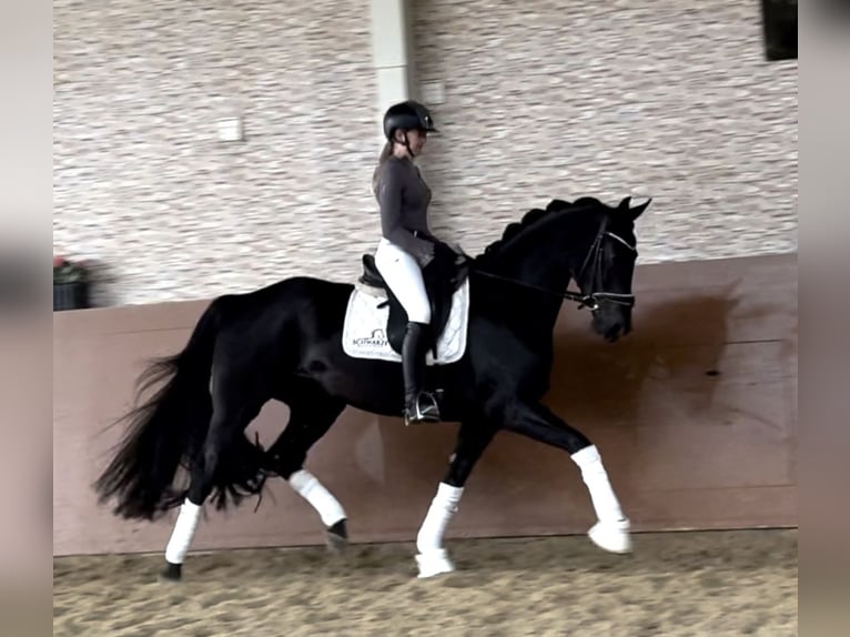 Oldenbourg Jument 4 Ans 166 cm Noir in Wehringen