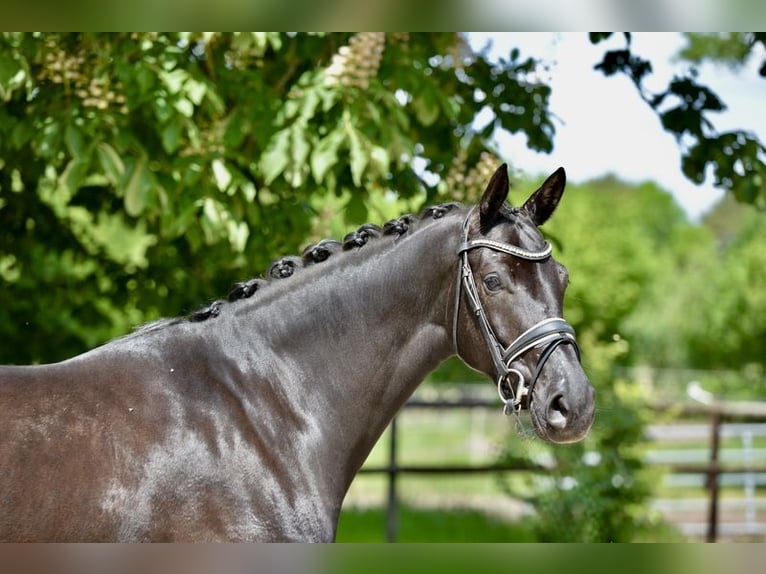 Oldenbourg Jument 4 Ans 166 cm Noir in Cloppenburg