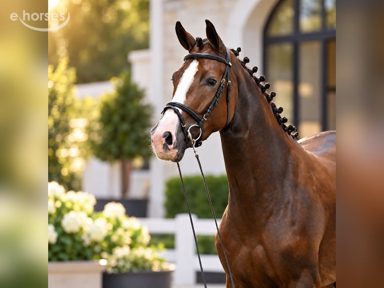 Oldenbourg Jument 4 Ans 167 cm Alezan in ROGOWNICA