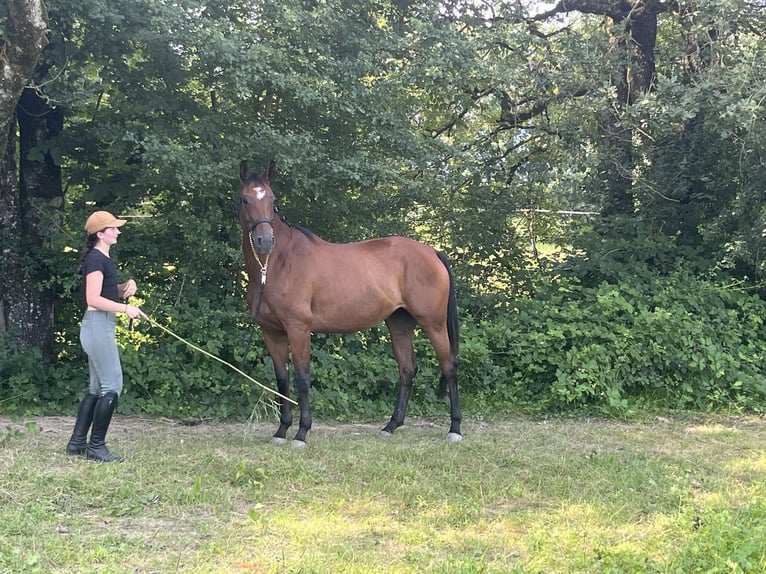 Oldenbourg Jument 4 Ans 167 cm Bai brun in Montreux-Jeune