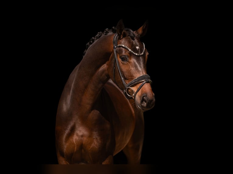 Oldenbourg Jument 4 Ans 167 cm Bai brun in Wehringen