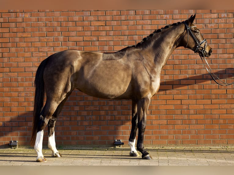 Oldenbourg Jument 4 Ans 167 cm Bai brun in Briesen