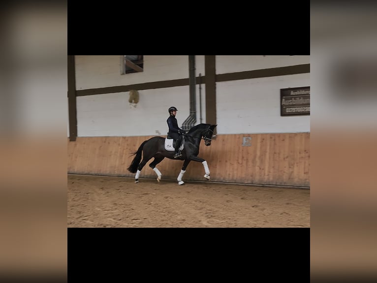 Oldenbourg Jument 4 Ans 167 cm Bai in Röttingen