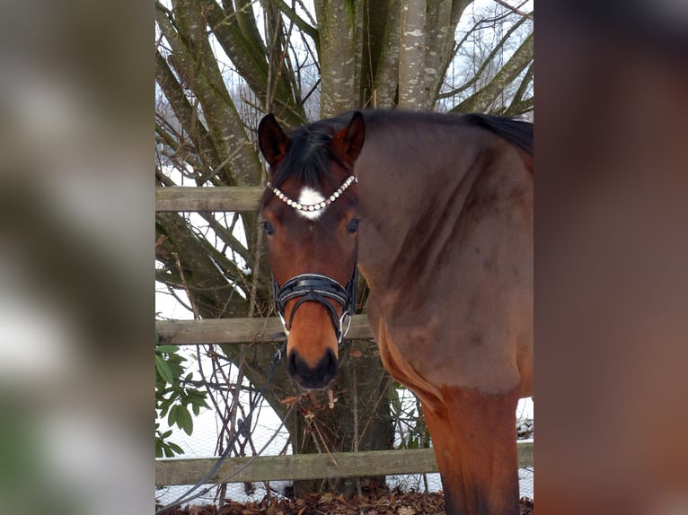 Oldenbourg Jument 4 Ans 167 cm Bai in Drantum