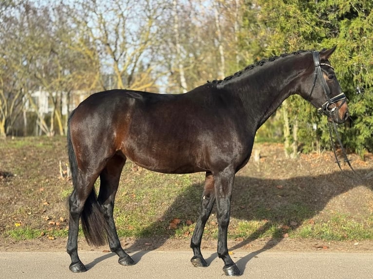 Oldenbourg Jument 4 Ans 167 cm Bai in Phöben