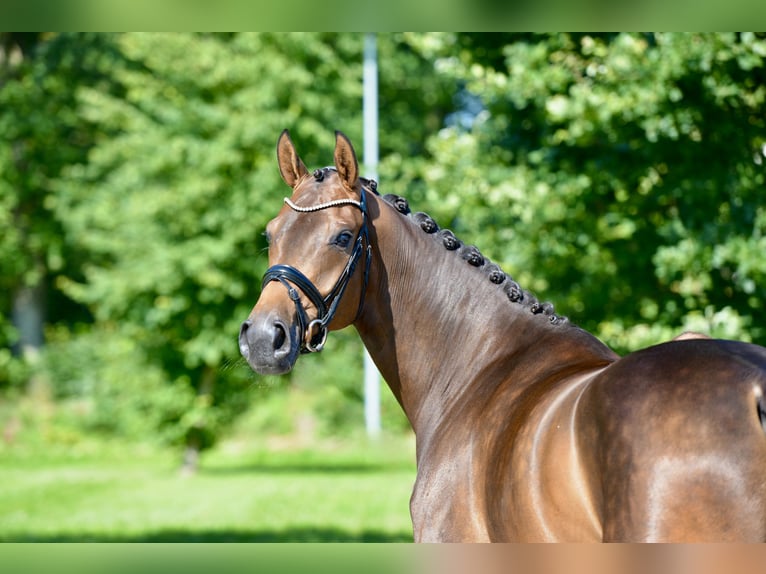 Oldenbourg Jument 4 Ans 167 cm Bai in Großefehn Timmel