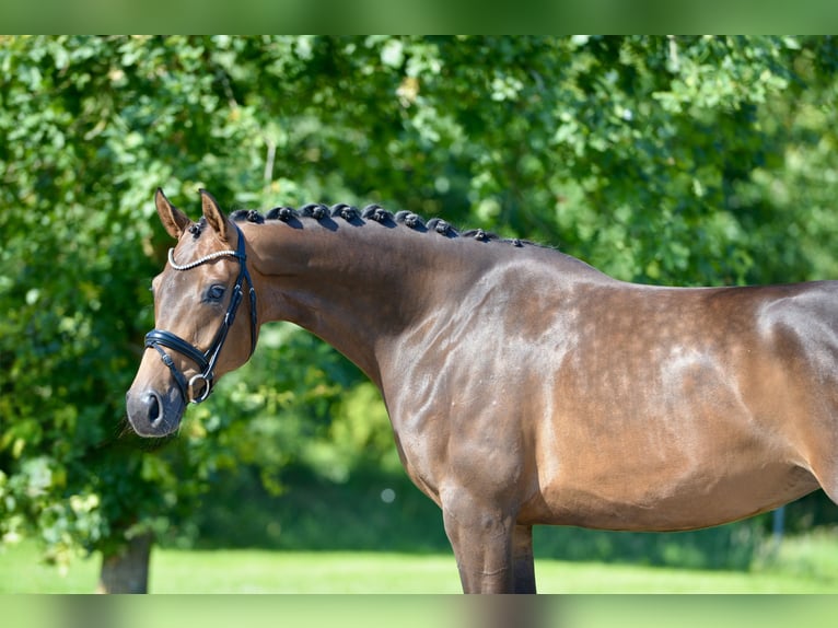Oldenbourg Jument 4 Ans 167 cm Bai in Großefehn Timmel