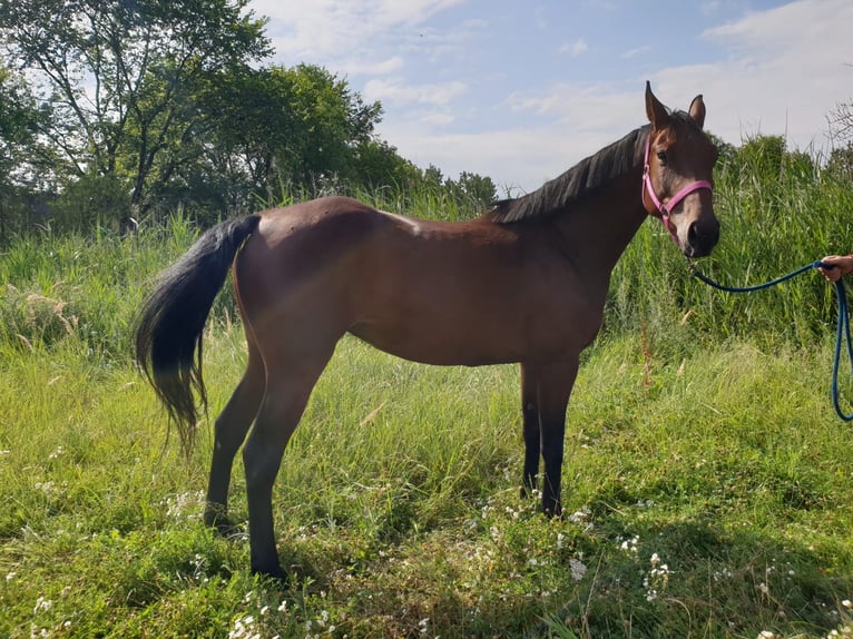 Oldenbourg Jument 4 Ans 167 cm Bai in Stary Gołębin