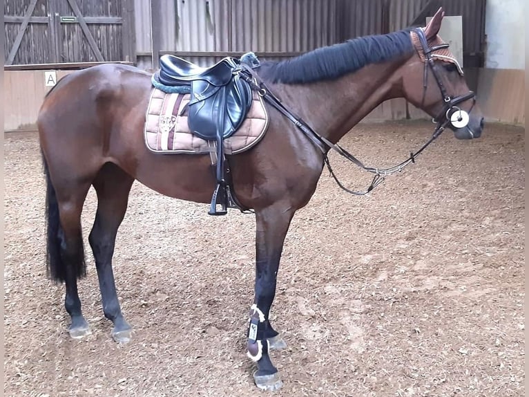 Oldenbourg Jument 4 Ans 167 cm Bai in Hambrücken