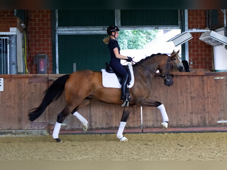 Oldenbourg Jument 4 Ans 167 cm Bai in Lienen