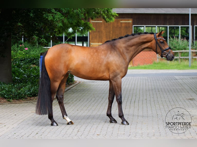 Oldenbourg Jument 4 Ans 167 cm Bai in Lienen