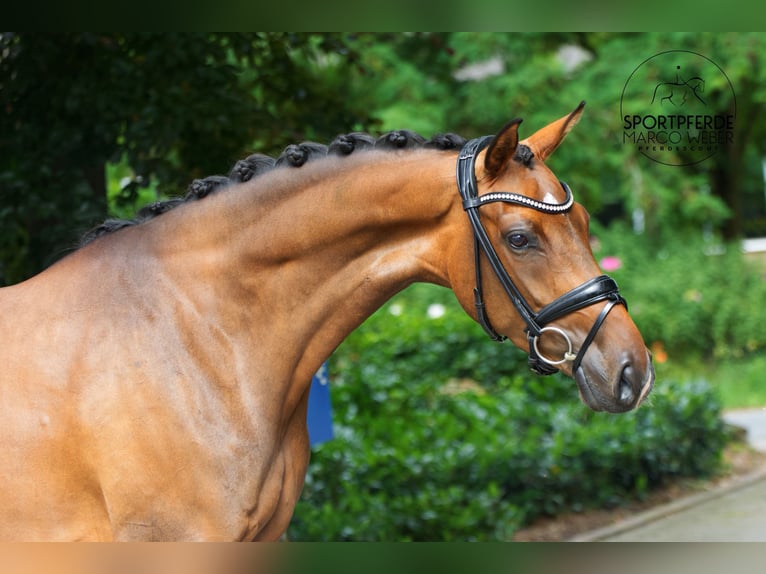 Oldenbourg Jument 4 Ans 167 cm Bai in Lienen