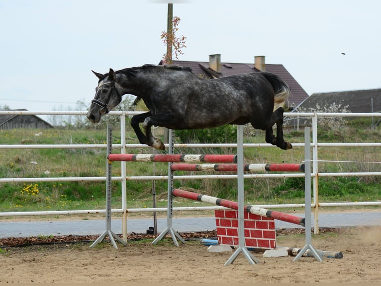 Oldenbourg Jument 4 Ans 167 cm Gris pommelé in Przasnysz