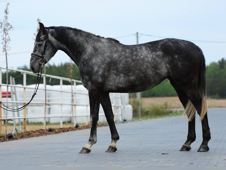 Oldenbourg Jument 4 Ans 167 cm Gris pommelé in Przasnysz