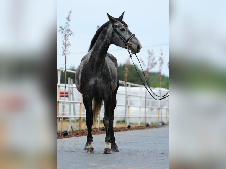 Oldenbourg Jument 4 Ans 167 cm Gris pommelé in Przasnysz
