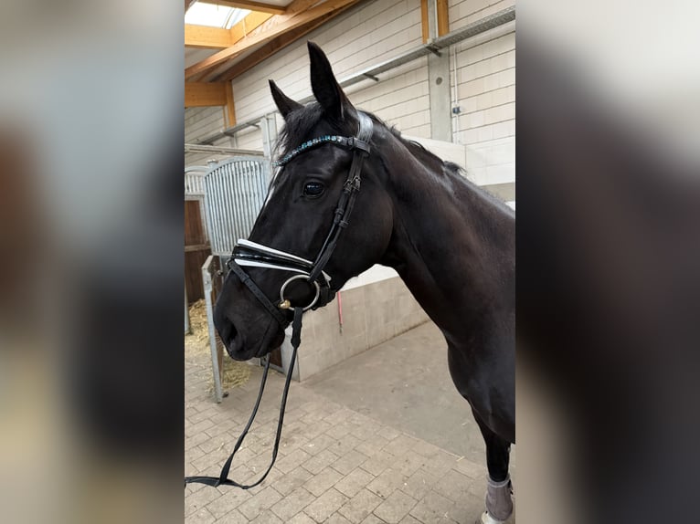 Oldenbourg Jument 4 Ans 167 cm Noir in Dessau