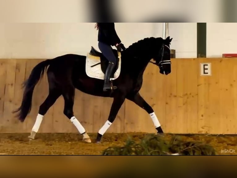 Oldenbourg Jument 4 Ans 167 cm Noir in Ludwigslust