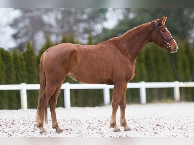 Oldenbourg Jument 4 Ans 168 cm Alezan in Kolkwitz