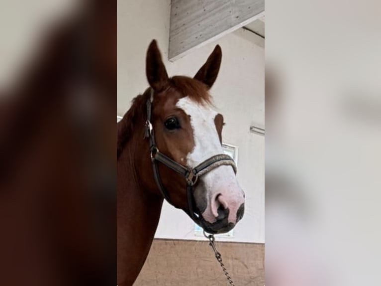 Oldenbourg Jument 4 Ans 168 cm Alezan in Buchenberg