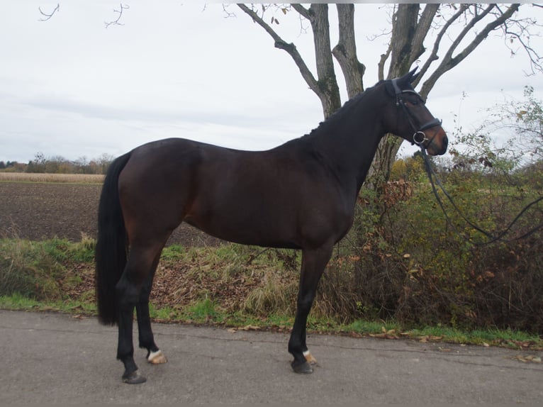 Oldenbourg Jument 4 Ans 168 cm Bai brun in Kehl Sundheim